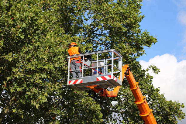 Best Storm Damage Tree Cleanup  in Amboy, WA